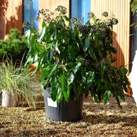 Hedera col. Fall Favourite