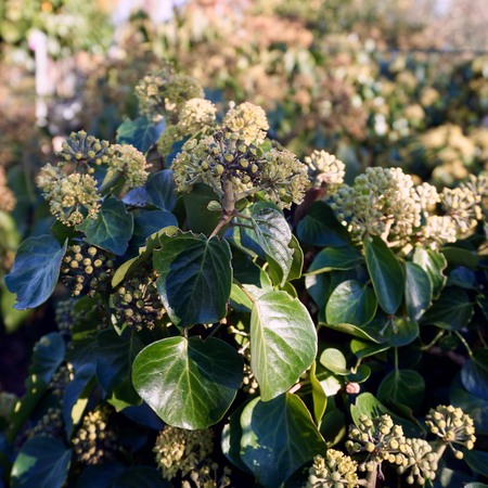 Hedera colchica Arborescens