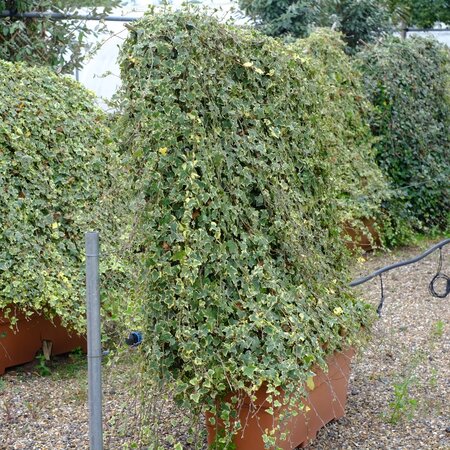 Hedera helix Goldheart