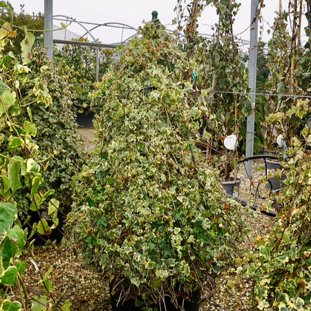 Hedera helix Mixed