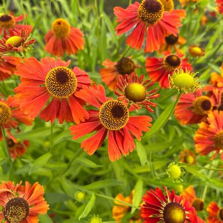 Helenium Moerheim Beauty