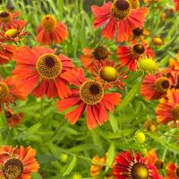 Helenium Moerheim Beauty