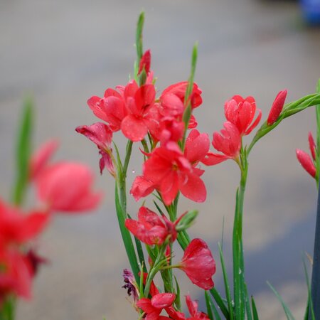 Hesperantha coccinea Major