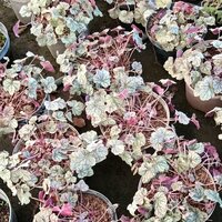 Heuchera Silver scrolls
