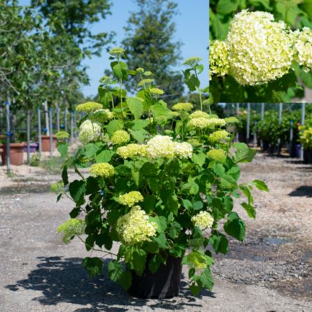 Hydrangea arb. Annabelle