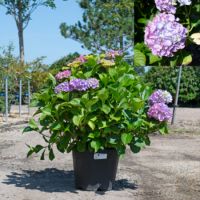 Hydrangea mac. Blaumeise