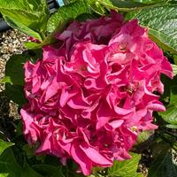 Hydrangea mac. Lady Mata Hari Pink - image 2