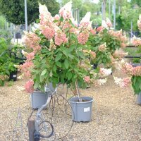 Hydrangea pan. Candlelight - image 3