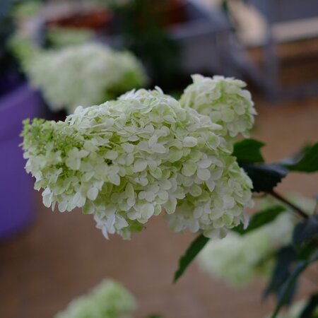 Hydrangea pan. Fraise Melba