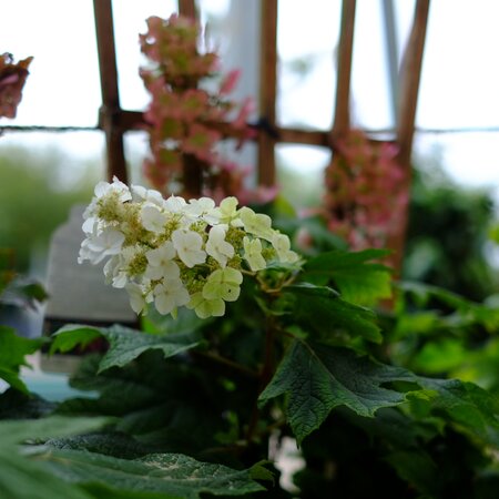 Hydrangea que. Jetstream