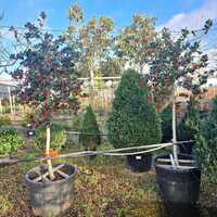 Ilex aquifolium J.C. Van Tol