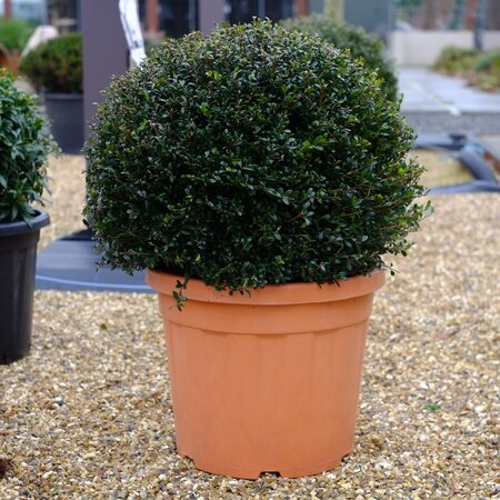 Ilex crenata Stokes