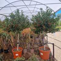 Ilex Nellie R Stevens