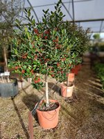 Ilex Nellie R Stevens