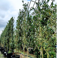 Pleached Holly Tree