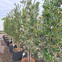 Ilex x mes. Blue Maid