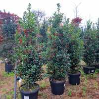 Ilex x mes. Heckenfee