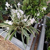 Iris tectorum Cruella