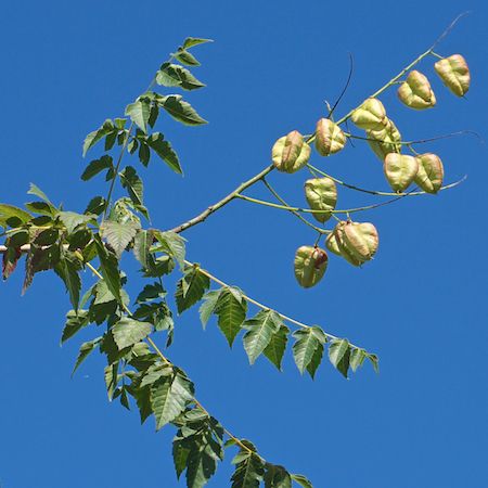 Koelreuteria paniculata - image 3