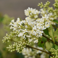 Ligustrum japonicum  Order online @ Tendercare