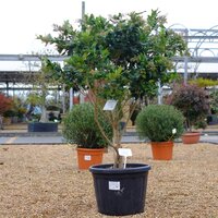 Ligustrum japonicum Texanum