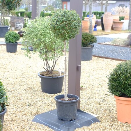 Ligustrum jonandrum