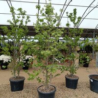 Liquidambar styraciflua