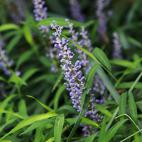 Liriope mus. Royal Purple | Tendercare