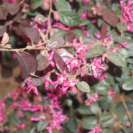 Loropetalum chinense