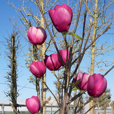 Magnolia Black Tulip - image 2
