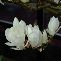 Magnolia denudata - image 1