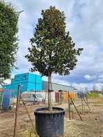 Magnolia gra. Galissonniere