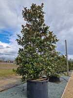 Magnolia gra. Galissonniere