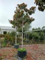 Magnolia gra. Praecox