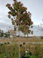 Magnolia gra. Praecox