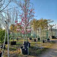 Magnolia Heaven Scent