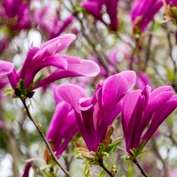 Magnolia Susan Order @ Tendercare