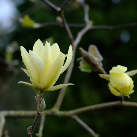 Magnolia x bro. Yellow Bird