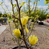 Magnolia x bro. Yellow Bird