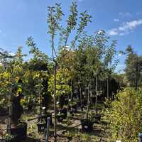 Malus dom. Jonagold
