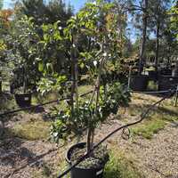 Malus dom. Mixed