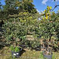 Malus dom. Mixed