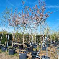 Malus Evereste