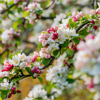 Malus Evereste Order online @ Tendercare