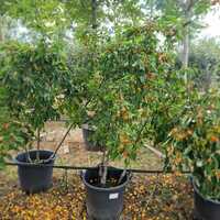 Malus John Downie