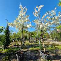 Malus toringo Brouwer's Beauty