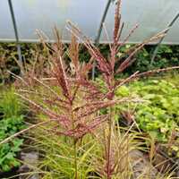 Miscanthus sin. Boucle