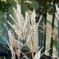 Miscanthus sin. Ferner Osten