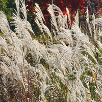 Miscanthus sin. Kleine Fontane