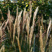 Miscanthus sin. Kleine Silberspinne